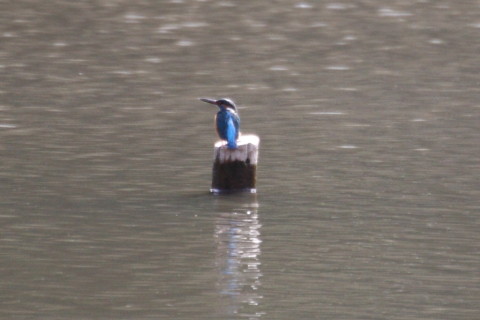 トリミング 2015/2月 TAMRONsp70-300+30D 焦点距離271mm F/5.6 ss1/500 ISO400