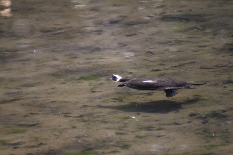 2015/2月 TAMRONsp70-300+30D 焦点距離300mm F/5.6 ss1/400 ISO400