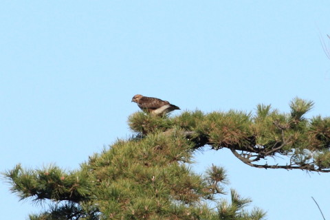 トリミング 2015/3月 TAMRONsp70-300+30D 焦点距離300mm F/8 ss1/1250 ISO400