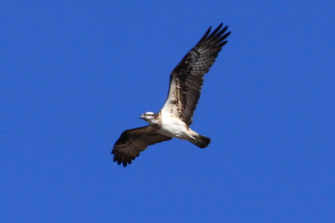 トリミング 2015/3月 TAMRONsp70-300+30D 焦点距離300mm F/8 ss1/800 ISO200