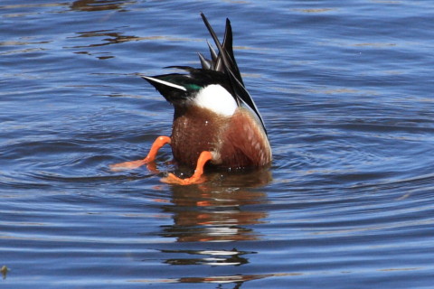トリミング 2015/3月 TAMRONsp70-300+30D 焦点距離300mm F/8 ss1/1250 ISO400