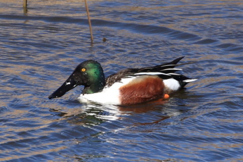 トリミング 2015/3月 TAMRONsp70-300+30D 焦点距離300mm F/8 ss1/320 ISO100