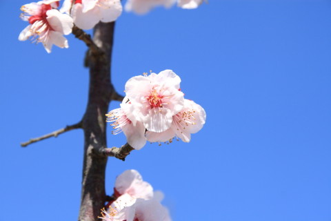 2015/3月 SIGMA17-70+30D 焦点距離70mm F/5.6 ss1/400 ISO100