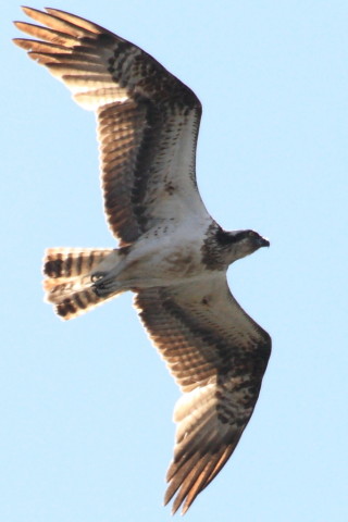 トリミング 2015/3月 TAMRONsp70-300+30D 焦点距離300mm F/8 ss1/2000 ISO400
