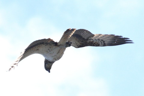 トリミング 2015/3月 TAMRONsp70-300+30D 焦点距離300mm F/8 ss1/1600 ISO400