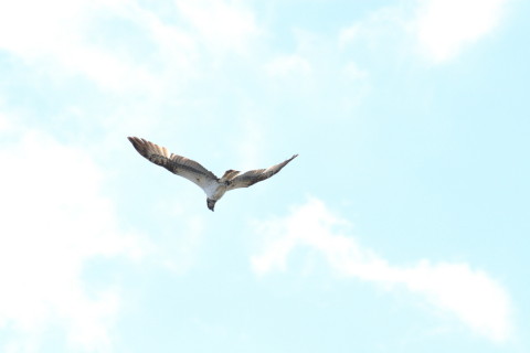 2015/3月 TAMRONsp70-300+30D 焦点距離300mm F/8 ss1/1600 ISO400