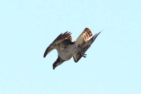 トリミング 2015/3月 TAMRONsp70-300+30D 焦点距離300mm F/8 ss1/2000 ISO400