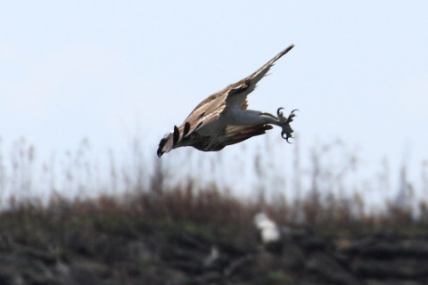 トリミング 2015/3月 TAMRONsp70-300+30D 焦点距離300mm F/8 ss1/2000 ISO400