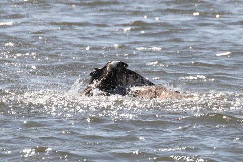 トリミング 2015/3月 TAMRONsp70-300+30D 焦点距離300mm F/8 ss1/2000 ISO400