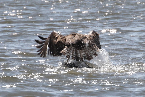 トリミング 2015/3月 TAMRONsp70-300+30D 焦点距離300mm F/8 ss1/2000 ISO400