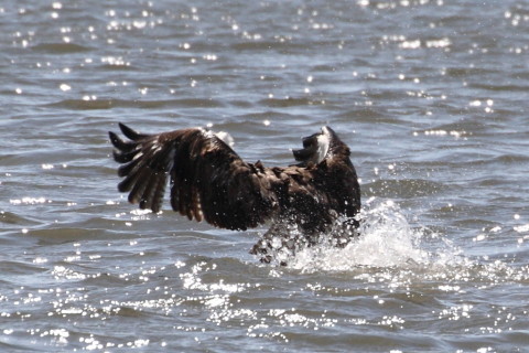 トリミング 2015/3月 TAMRONsp70-300+30D 焦点距離300mm F/8 ss1/2000 ISO400