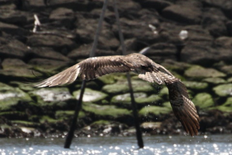 トリミング 2015/3月 TAMRONsp70-300+30D 焦点距離300mm F/8 ss1/2000 ISO400