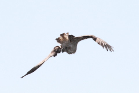 トリミング 2015/3月 TAMRONsp70-300+30D 焦点距離300mm F/8 ss1/2000 ISO400