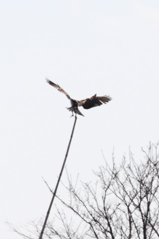 トリミング 2015/3月 TAMRONsp70-300+30D 焦点距離300mm F/8 ss1/2000 ISO400