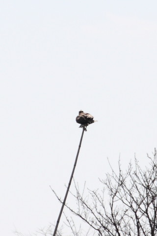 トリミング 2015/3月 TAMRONsp70-300+30D 焦点距離300mm F/8 ss1/2000 ISO400