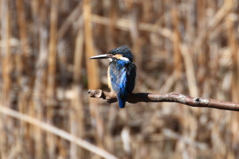 トリミング 2015/3月 TAMRONsp70-300+30D 焦点距離300mm F/8 ss1/200 ISO100