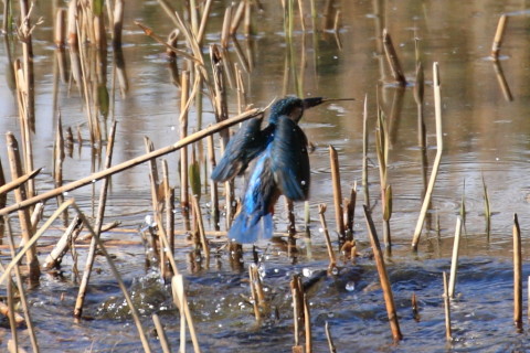 トリミング 2015/3月 TAMRONsp70-300+30D 焦点距離300mm F/8 ss1/800 ISO400