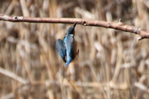 トリミング 2015/3月 TAMRONsp70-300+30D 焦点距離300mm F/8 ss1/800 ISO400