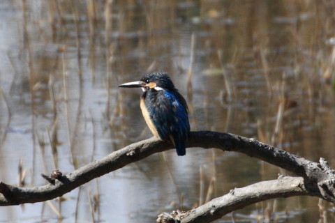 トリミング 2015/3月 TAMRONsp70-300+30D 焦点距離300mm F/8 ss1/1000 ISO400