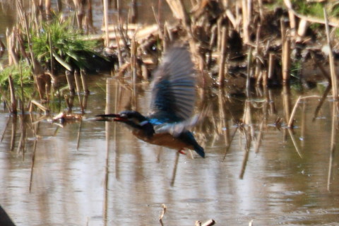 トリミング 2015/3月 TAMRONsp70-300+30D 焦点距離300mm F/8 ss1/800 ISO400