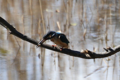 トリミング 2015/3月 TAMRONsp70-300+30D 焦点距離300mm F/8 ss1/800 ISO400