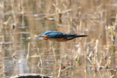 トリミング 2015/3月 TAMRONsp70-300+30D 焦点距離300mm F/8 ss1/800 ISO400