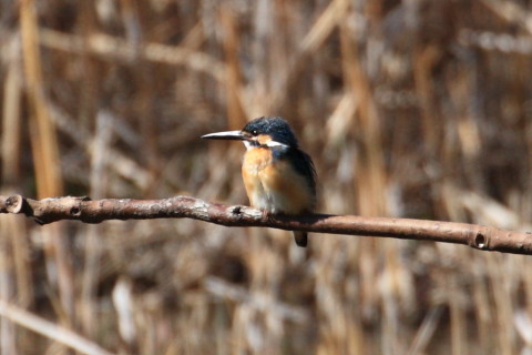 トリミング 2015/3月 TAMRONsp70-300+30D 焦点距離300mm F/8 ss1/1000 ISO400