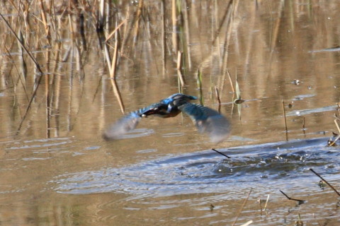 トリミング 2015/3月 TAMRONsp70-300+30D 焦点距離300mm F/8 ss1/1250 ISO400
