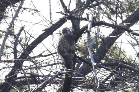 トリミング 2015/3月 TAMRONsp70-300+30D 焦点距離300mm F/8 ss1/500 ISO400