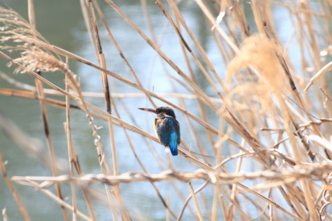 2015/3月 TAMRONsp70-300+30D 焦点距離300mm F/8 ss1/640 ISO400