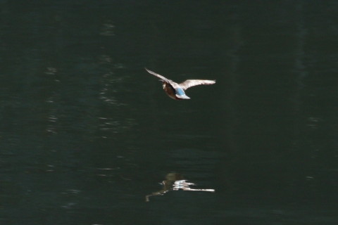 トリミング 2015/3月 TAMRONsp70-300+30D 焦点距離300mm F/8 ss1/640 ISO400