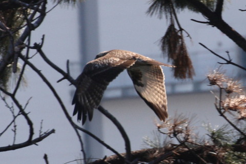 トリミング 2015/3月 TAMRONsp70-300+30D 焦点距離300mm F/8 ss1/800 ISO400
