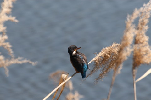 2015/3月 TAMRONsp70-300+30D 焦点距離300mm F/8 ss1/1250 ISO400