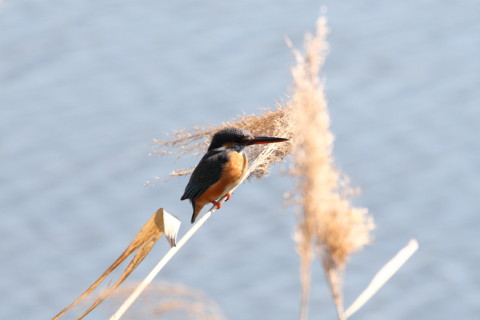 2015/3月 TAMRONsp70-300+30D 焦点距離300mm F/8 ss1/1250 ISO400