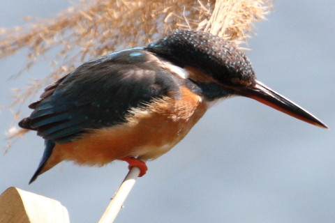 トリミング 2015/3月 TAMRONsp70-300+30D 焦点距離300mm F/8 ss1/1250 ISO400