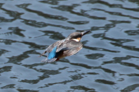 トリミング 2015/3月 TAMRONsp70-300+30D 焦点距離300mm F/8 ss1/1250 ISO400