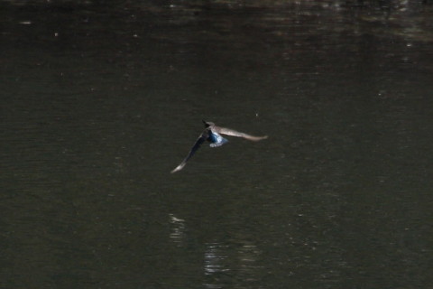 トリミング 2015/3月 TAMRONsp70-300+30D 焦点距離300mm F/8 ss1/1250 ISO400