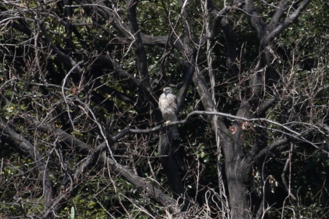 トリミング 2015/3月 TAMRONsp70-300+30D 焦点距離300mm F/8 ss1/400 ISO400