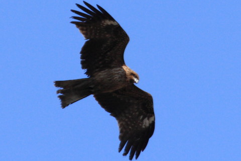 トリミング 2015/3月 TAMRONsp70-300+30D 焦点距離300mm F/8 ss1/1000 ISO400