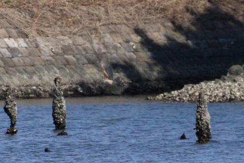 トリミング 2015/3月 TAMRONsp70-300+30D 焦点距離300mm F/8 ss1/1600 ISO400