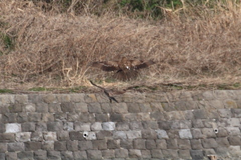 トリミング 2015/3月 TAMRONsp70-300+30D 焦点距離300mm F/8 ss1/1600 ISO400
