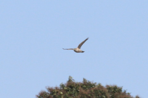 トリミング 2015/3月 TAMRONsp70-300+30D 焦点距離300mm F/8 ss1/1600 ISO400