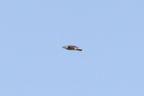 トリミング 2015/3月 TAMRONsp70-300+30D 焦点距離300mm F/8 ss1/1600 ISO400