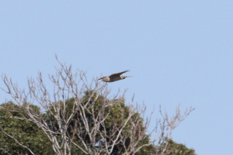 トリミング 2015/3月 TAMRONsp70-300+30D 焦点距離300mm F/8 ss1/1600 ISO400