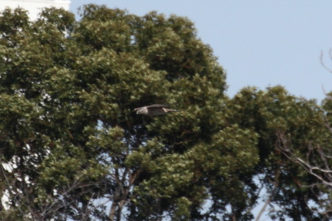 トリミング 2015/3月 TAMRONsp70-300+30D 焦点距離300mm F/8 ss1/1600 ISO400