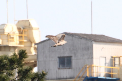 トリミング 2015/3月 TAMRONsp70-300+30D 焦点距離300mm F/8 ss1/800 ISO400