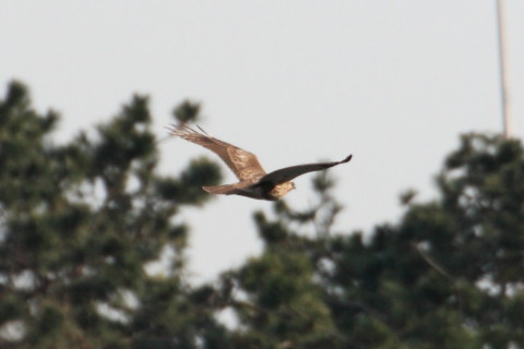 トリミング 2015/3月 TAMRONsp70-300+30D 焦点距離300mm F/8 ss1/800 ISO400