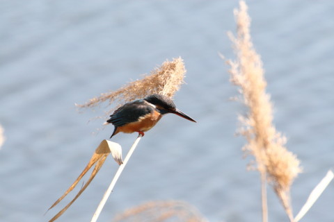 2015/3月 TAMRONsp70-300+30D 焦点距離300mm F/8 ss1/1250 ISO400