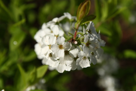 2015/4月 SIGMA17-70+30D 焦点距離70mm F/6.3 ss1/800 ISO100