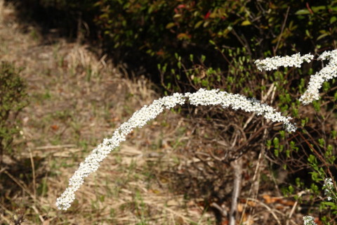 2015/4月 SIGMA17-70+30D 焦点距離49mm F/6.3 ss1/640 ISO100